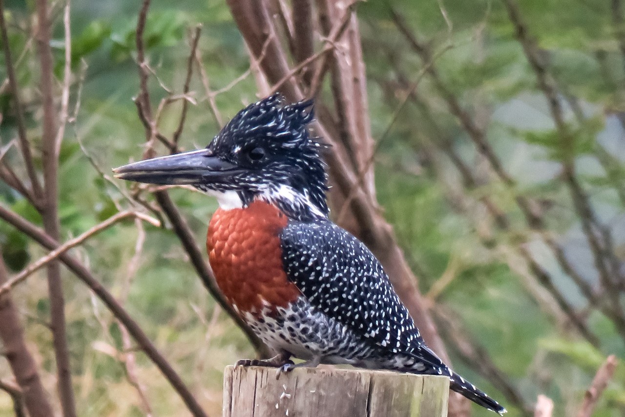 Photographer/Copyright: Nicole May