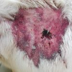 Photo 2 - 19 May 2020